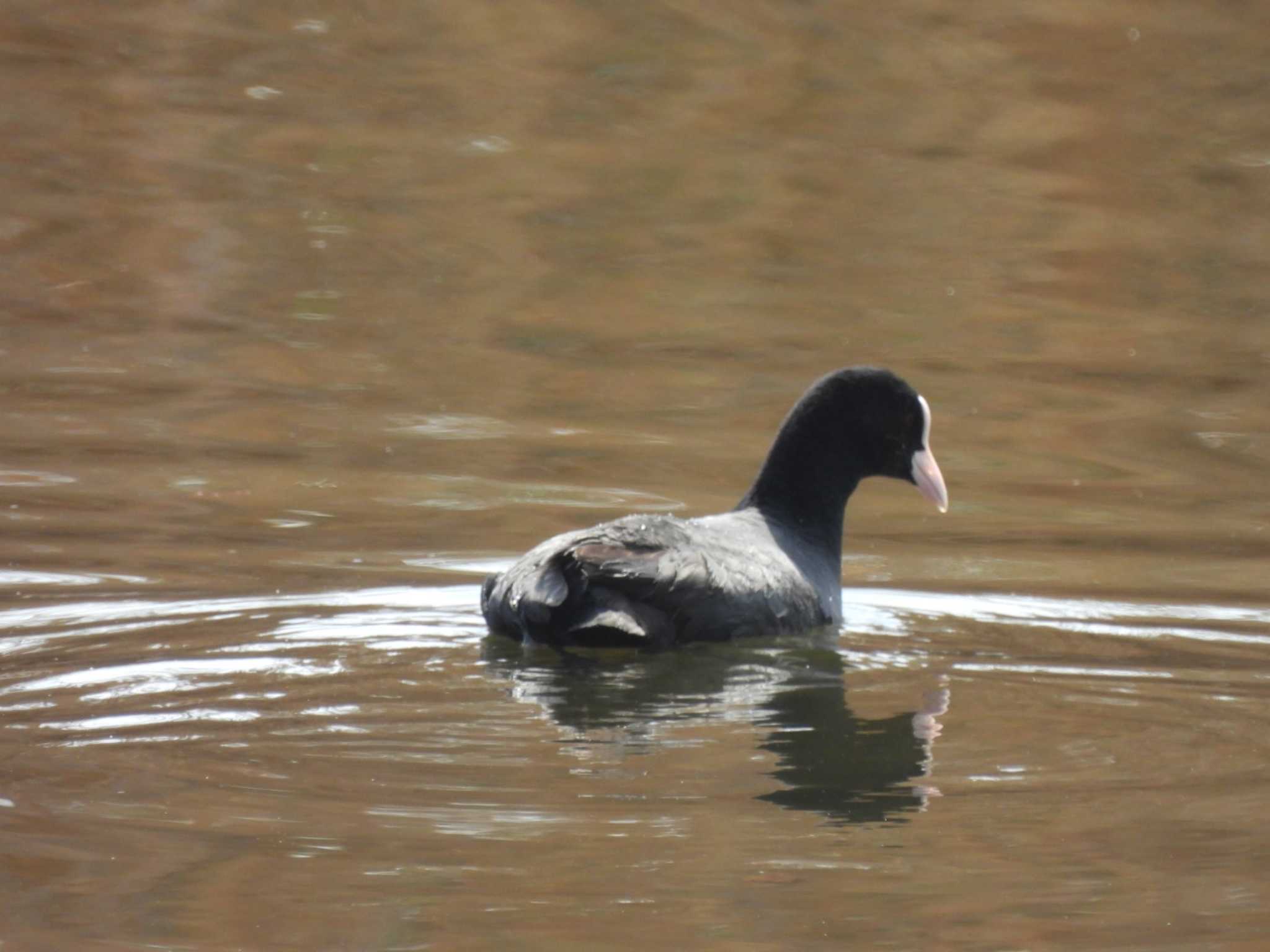 Eurasian Coot