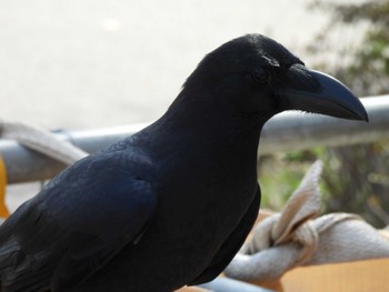 Large-billed Crow Shinobazunoike Mon, 4/1/2024