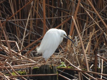 Little Egret Shinobazunoike Mon, 4/1/2024