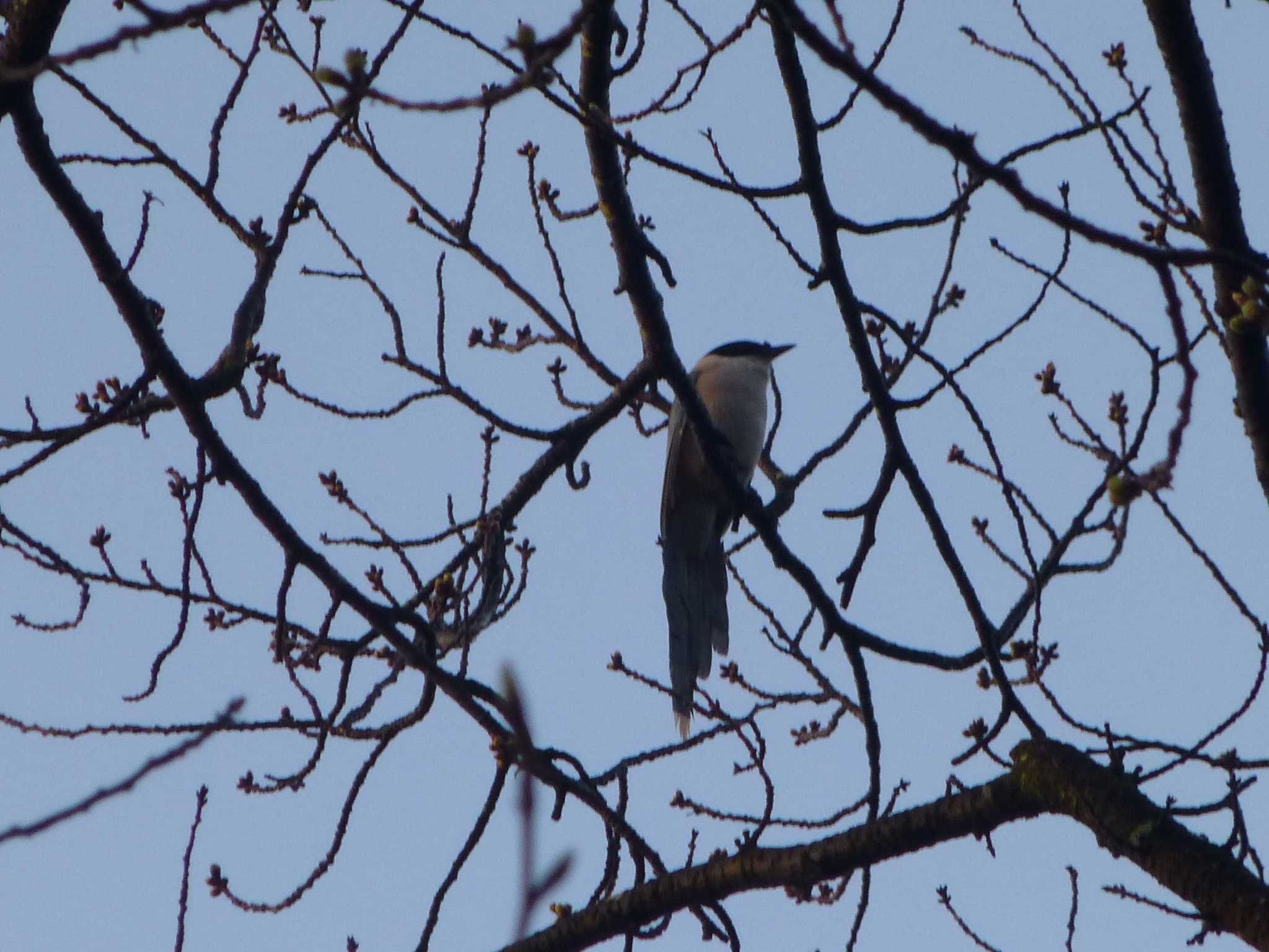 Azure-winged Magpie