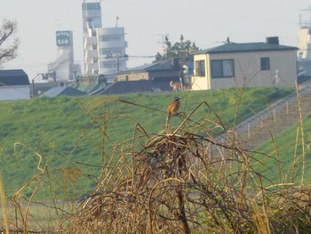 Sat, 3/30/2024 Birding report at 江戸川河川敷(里見公園〜柳原水門)