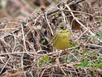 2024年1月28日(日) 秋ヶ瀬公園の野鳥観察記録