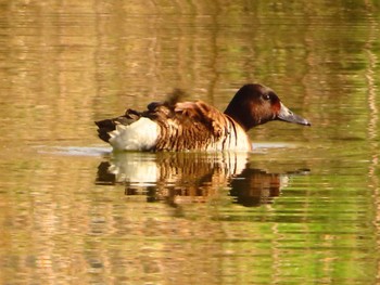 Baer's Pochard Mizumoto Park Sun, 3/31/2024