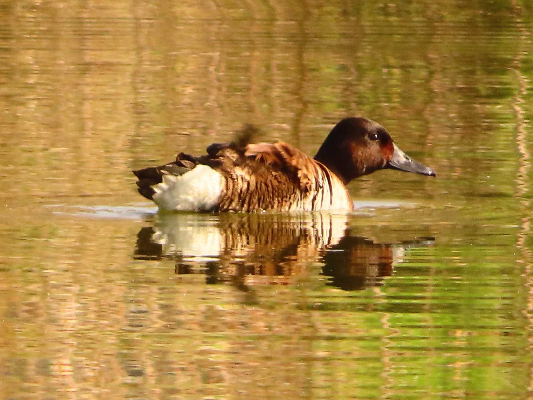 Photo of Baer's Pochard at Mizumoto Park by ゆ