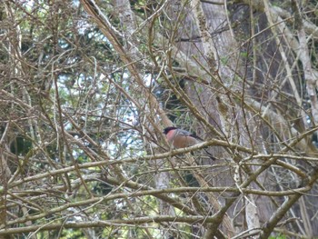 Eurasian Bullfinch(rosacea) Hayatogawa Forest Road Sun, 3/31/2024