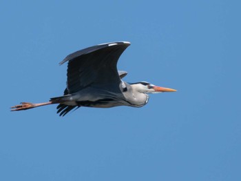 Grey Heron 長崎県 Wed, 3/27/2024