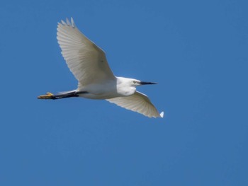 Little Egret 長崎県 Wed, 3/27/2024