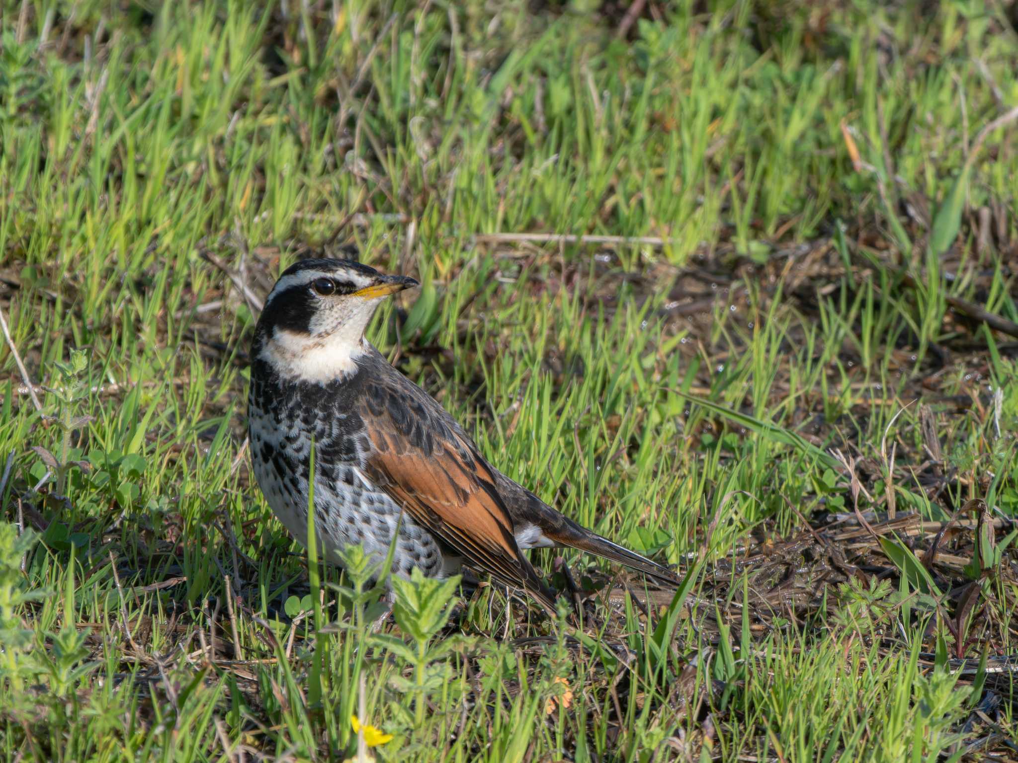 Photo of Dusky Thrush at 長崎県 by ここは長崎