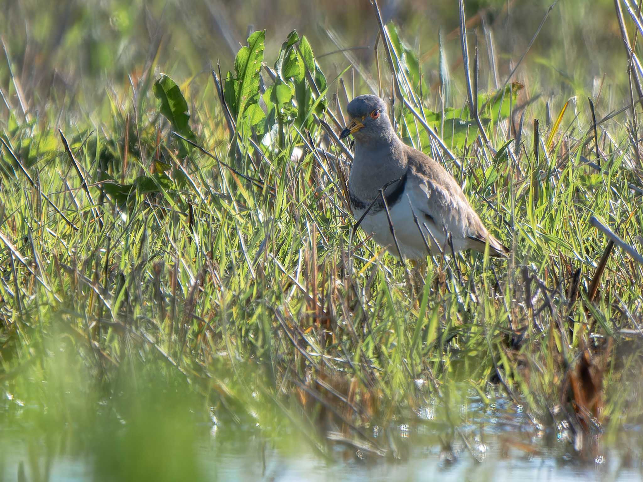 Photo of Grey-headed Lapwing at 長崎県 by ここは長崎