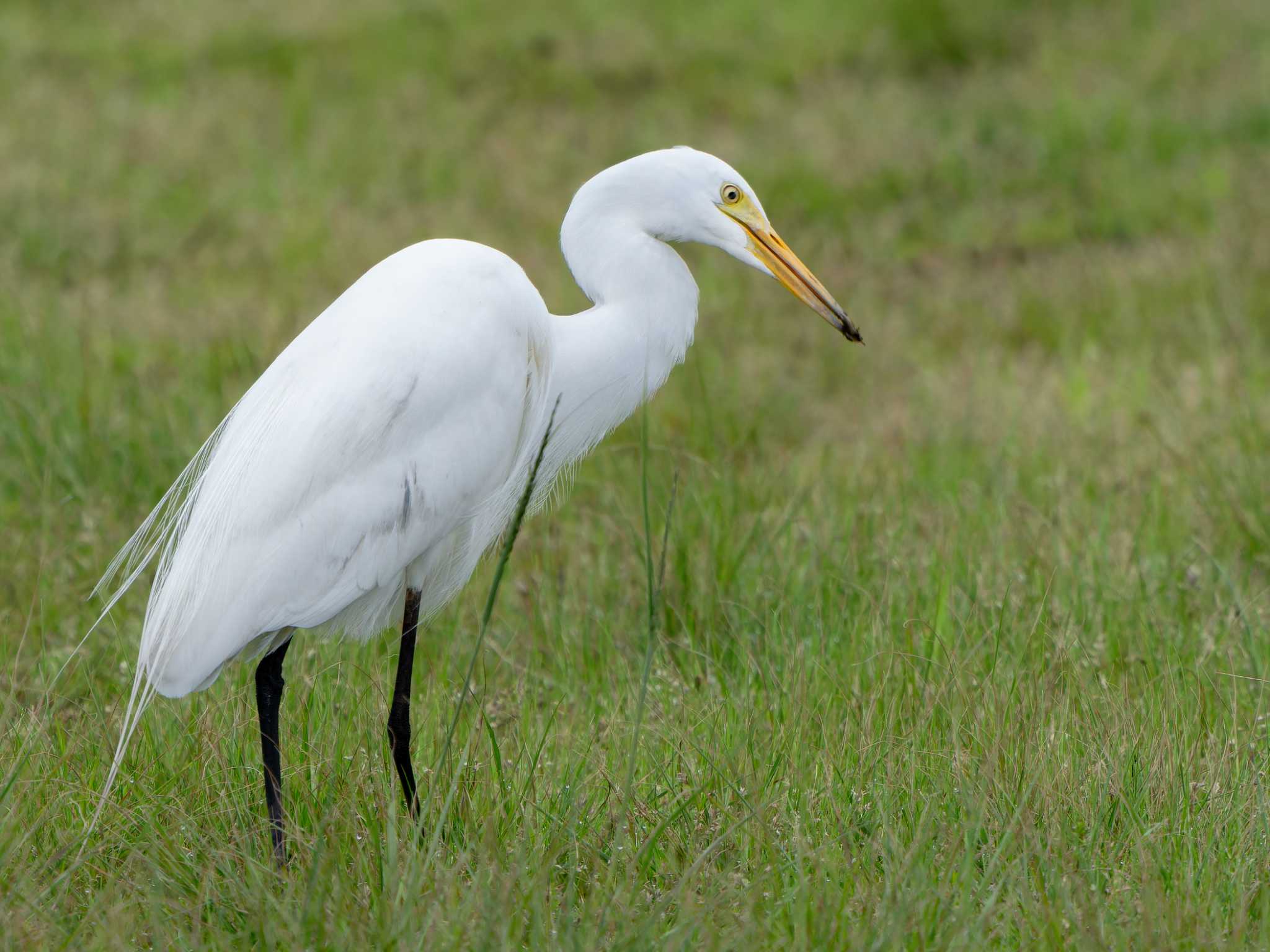 Medium Egret