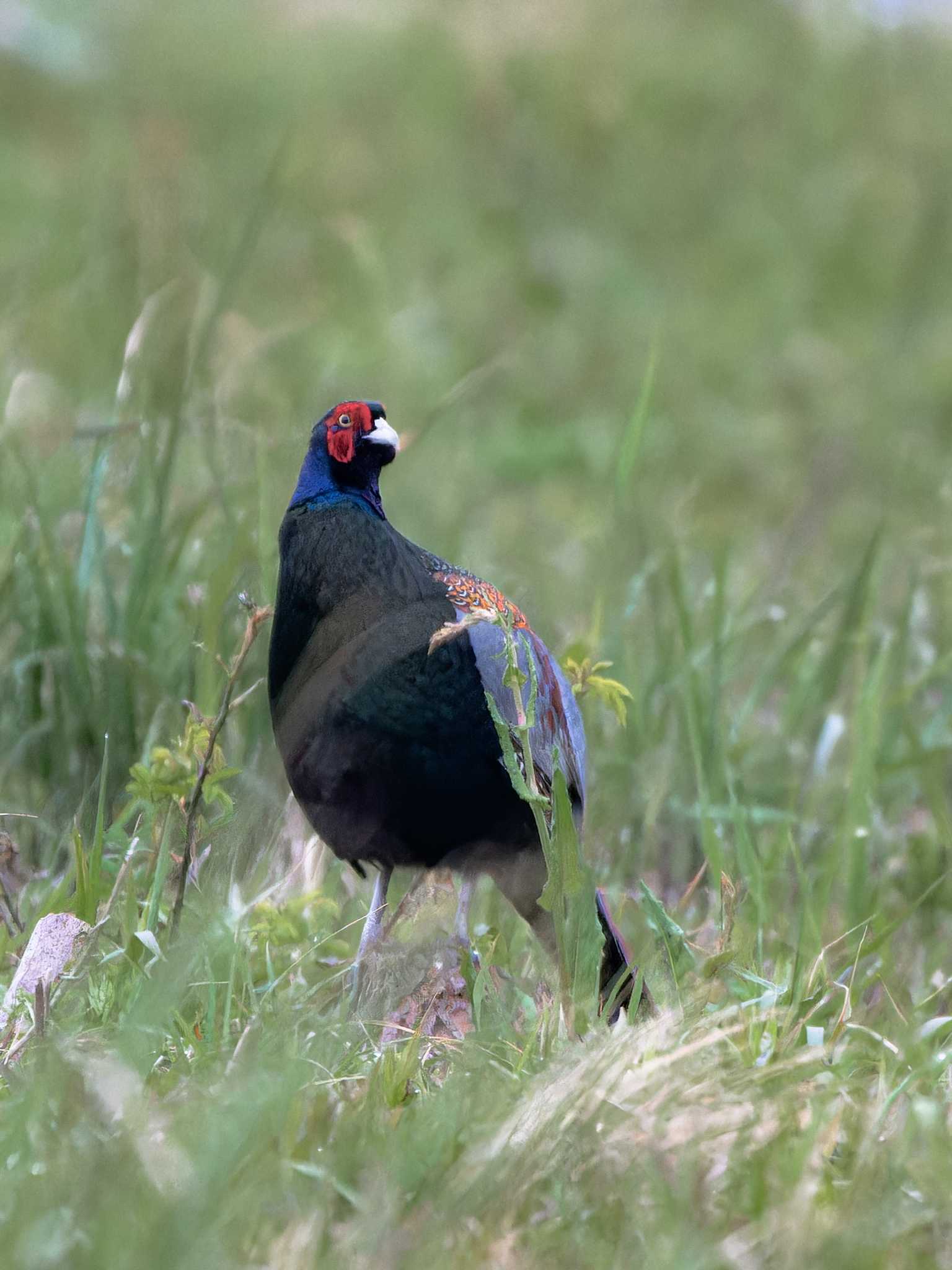 Photo of Green Pheasant at 長崎県 by ここは長崎