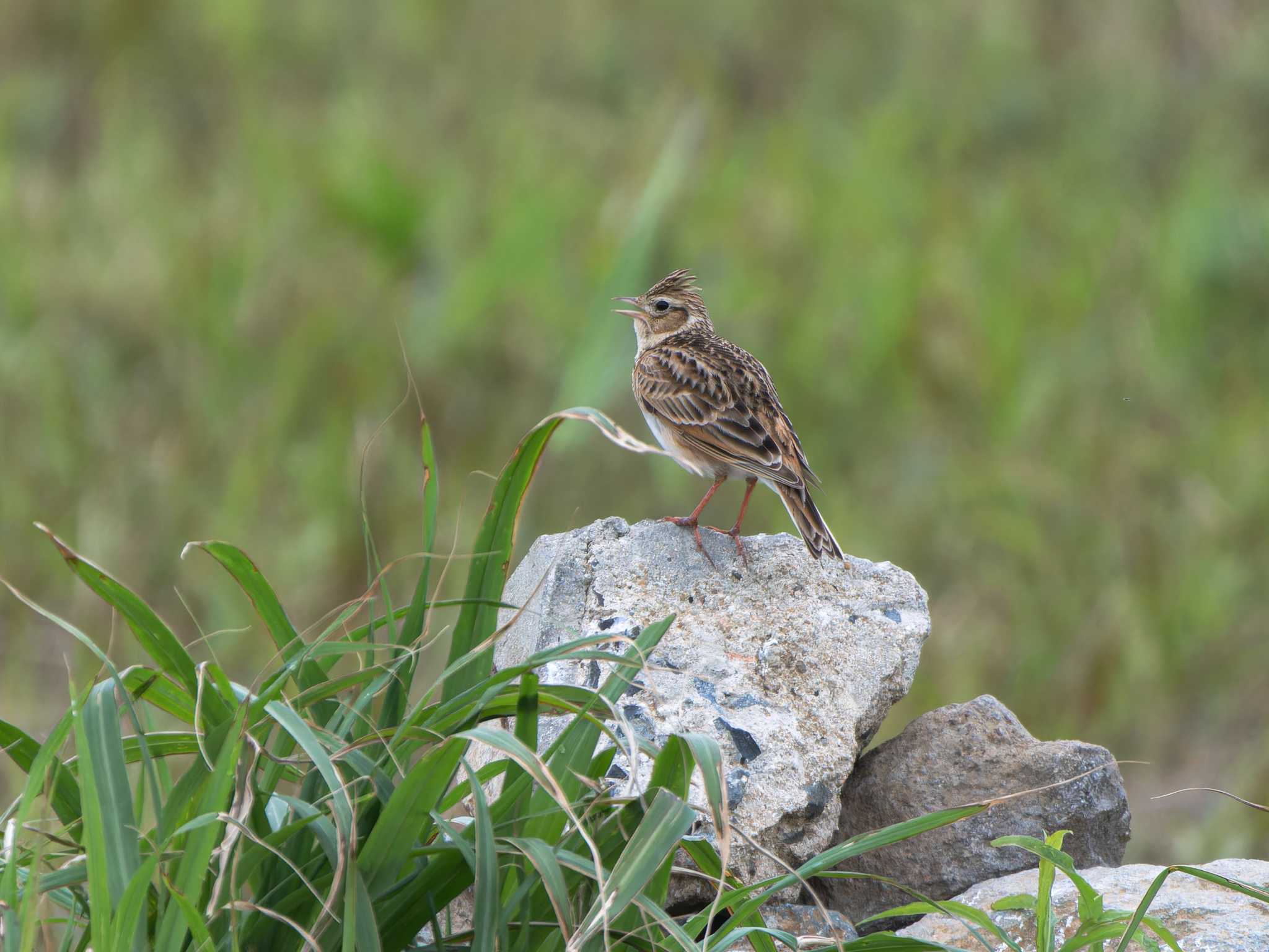 Eurasian Skylark