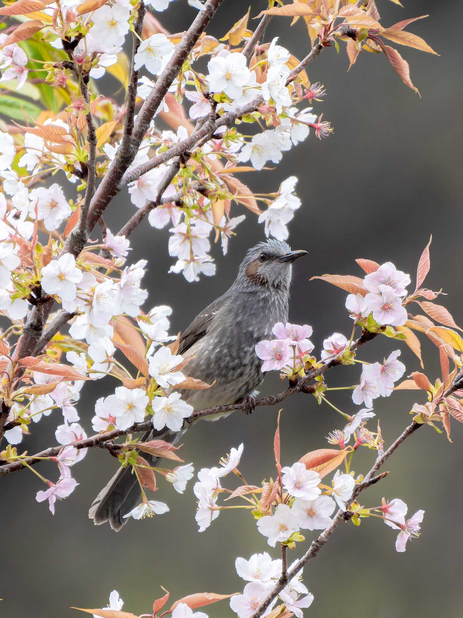 長崎県 ヒヨドリの写真 by ここは長崎