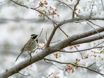 Yellow-throated Bunting 長崎県 Sun, 3/31/2024