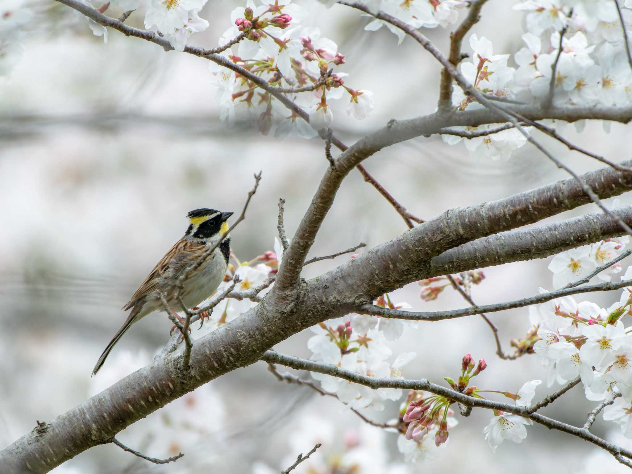 Photo of Yellow-throated Bunting at 長崎県 by ここは長崎