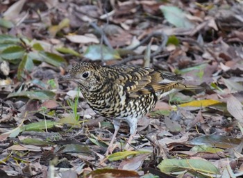 White's Thrush Osaka castle park Sat, 3/30/2024