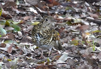 White's Thrush Osaka castle park Sat, 3/30/2024