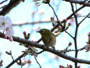 Warbling White-eye 八千代総合運動公園 Mon, 4/1/2024