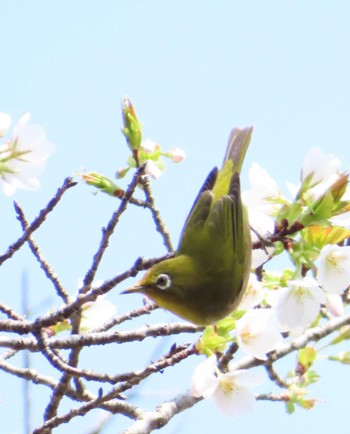 Warbling White-eye 八千代総合運動公園 Mon, 4/1/2024