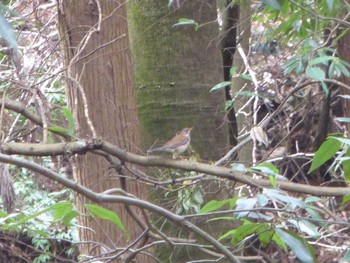 2024年4月1日(月) 道保川公園の野鳥観察記録