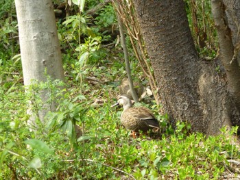 Mon, 4/1/2024 Birding report at 矢川緑地保全地域