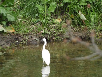 2024年3月31日(日) 佐保川の野鳥観察記録