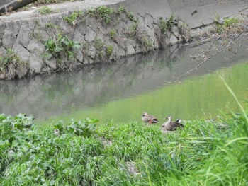 Eastern Spot-billed Duck 佐保川 Sun, 3/31/2024