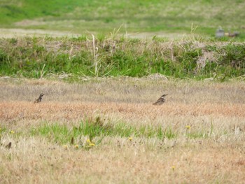 Dusky Thrush 平城宮跡 Sun, 3/31/2024