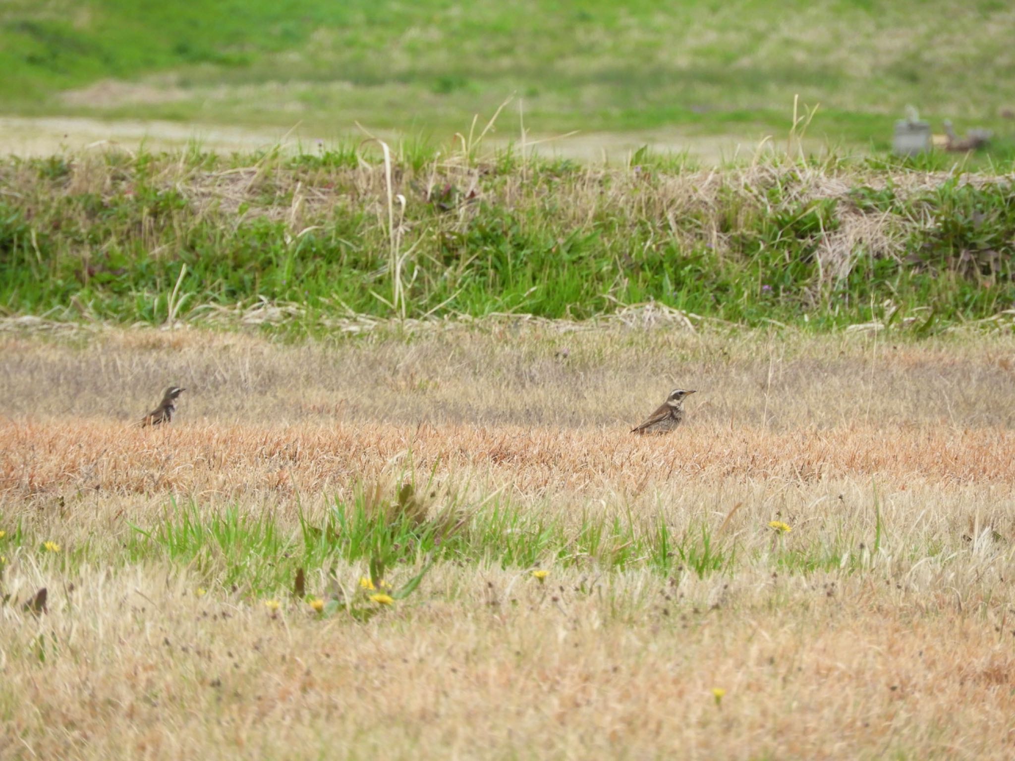 Photo of Dusky Thrush at 平城宮跡 by sweets