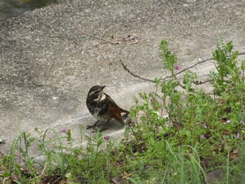 Dusky Thrush 佐保川 Sun, 3/31/2024