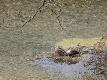 Eastern Spot-billed Duck 佐保川 Sun, 3/31/2024