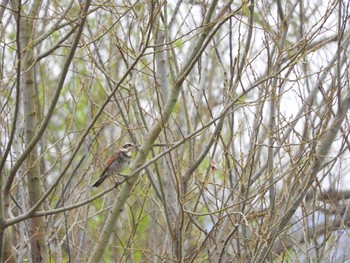 Dusky Thrush 平城宮跡 Sun, 3/31/2024