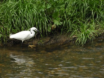 Little Egret 佐保川 Sun, 3/31/2024