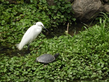 Little Egret 佐保川 Sun, 3/31/2024