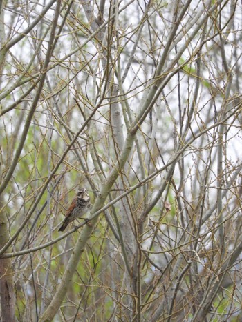 Dusky Thrush 平城宮跡 Sun, 3/31/2024