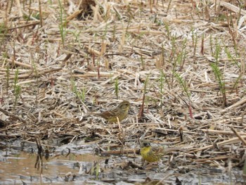 Sun, 3/31/2024 Birding report at 平城宮跡