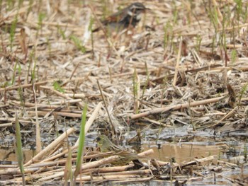 Masked Bunting 平城宮跡 Sun, 3/31/2024