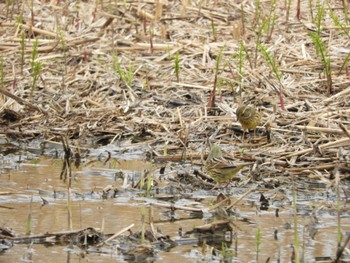 Masked Bunting 平城宮跡 Sun, 3/31/2024