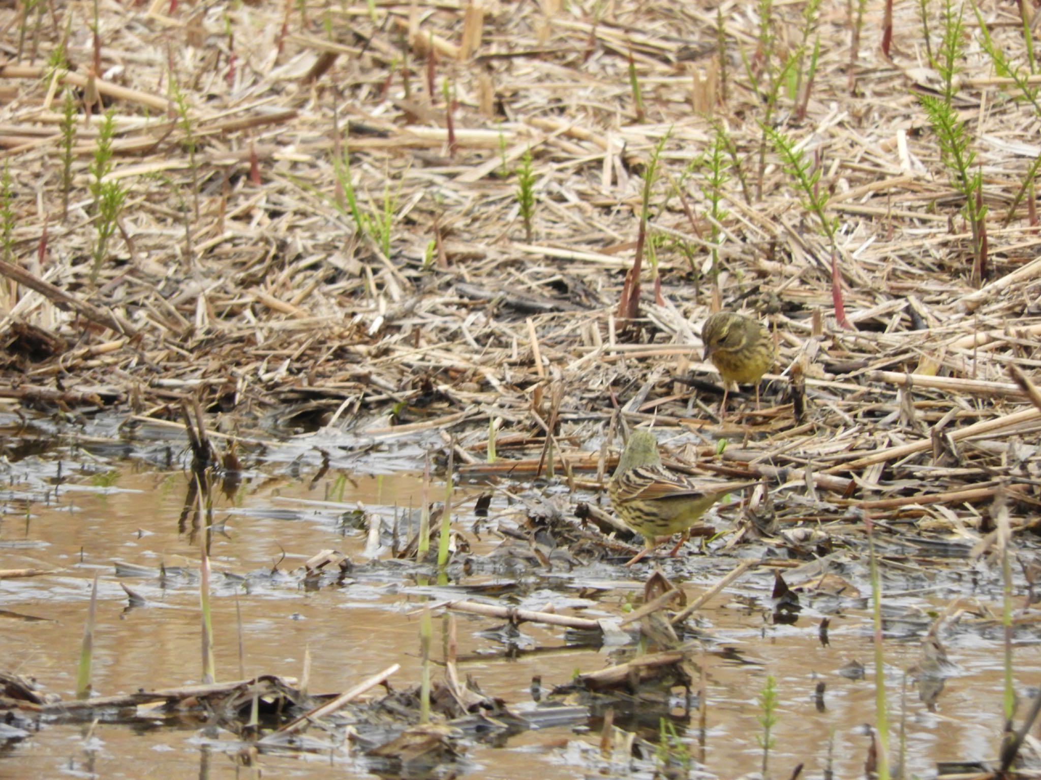 Photo of Masked Bunting at 平城宮跡 by sweets