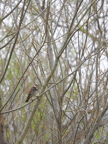 Dusky Thrush 平城宮跡 Sun, 3/31/2024