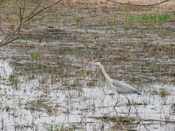 Grey Heron 平城宮跡 Sun, 3/31/2024