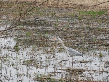 Grey Heron 平城宮跡 Sun, 3/31/2024