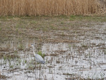 Grey Heron 平城宮跡 Sun, 3/31/2024