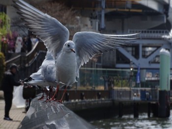 Common Gull 隅田川 Mon, 4/1/2024