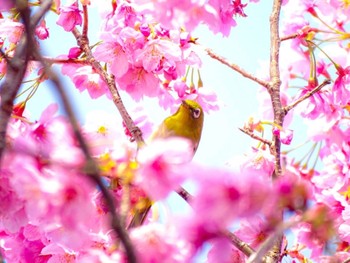 Warbling White-eye 隅田川 Unknown Date