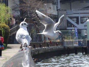 Common Gull 隅田川 Mon, 4/1/2024