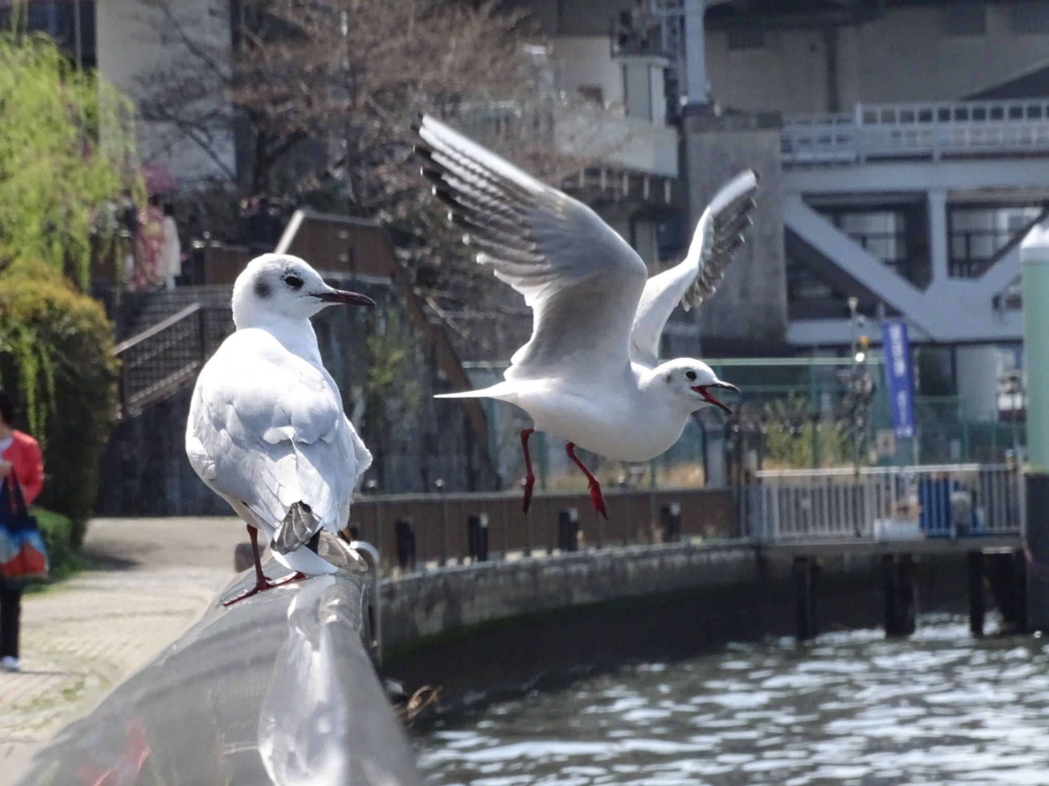 Photo of Common Gull at 隅田川 by しんの