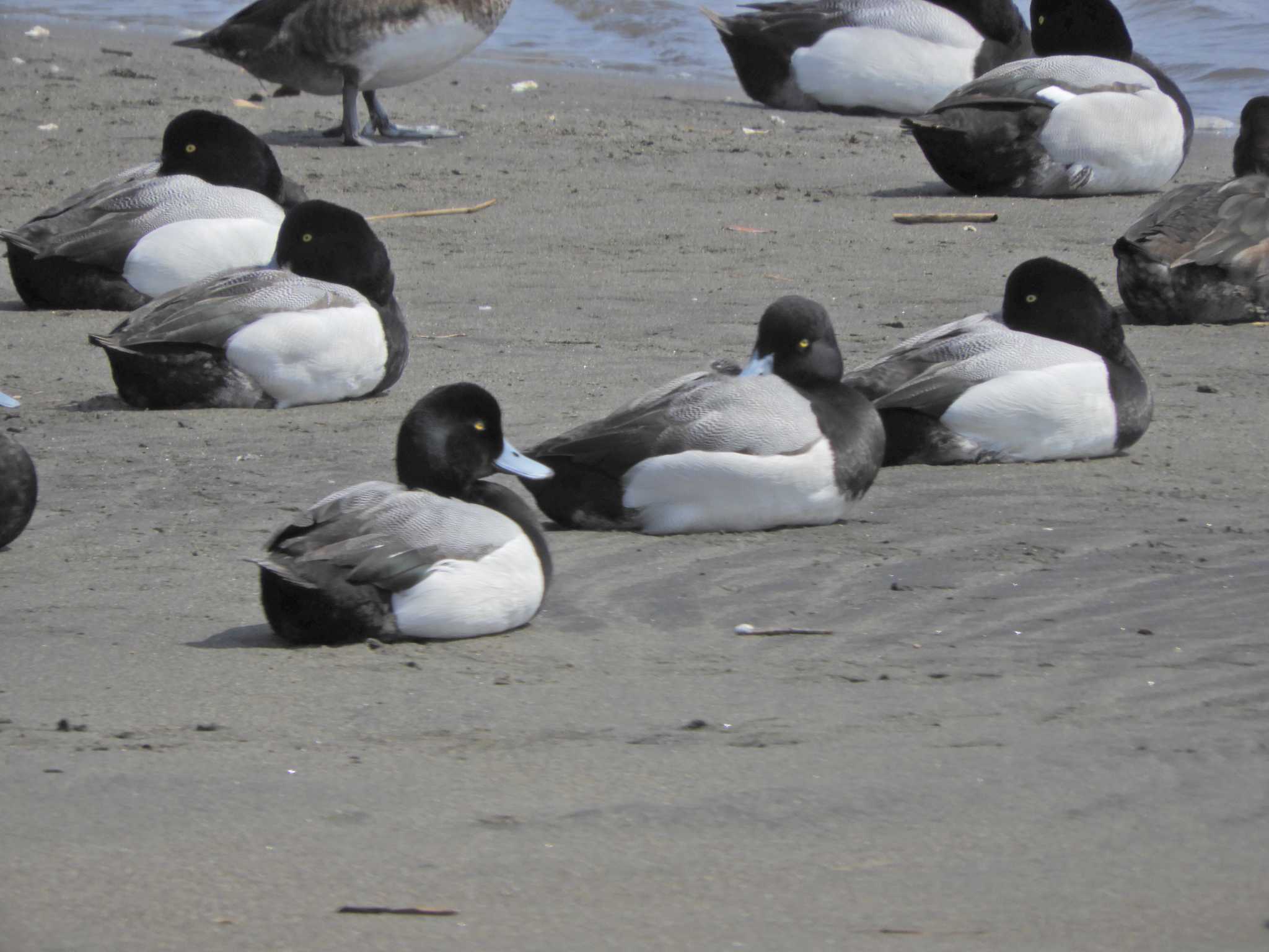 Photo of Greater Scaup at Kasai Rinkai Park by maru