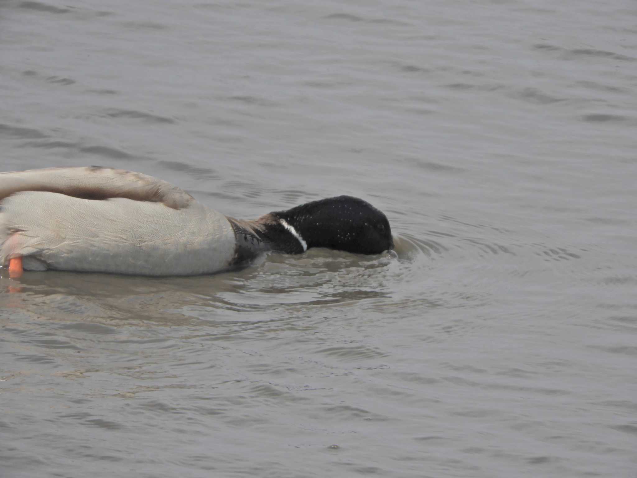 Photo of Mallard at Kasai Rinkai Park by maru