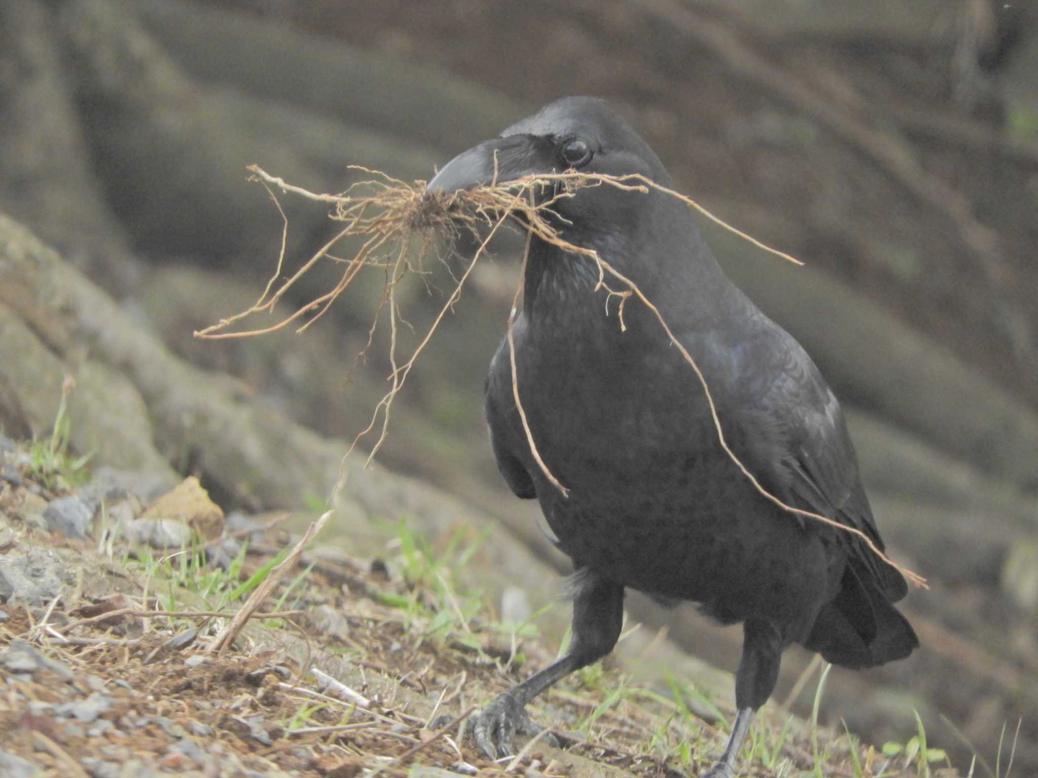 Photo of Large-billed Crow at Kasai Rinkai Park by maru